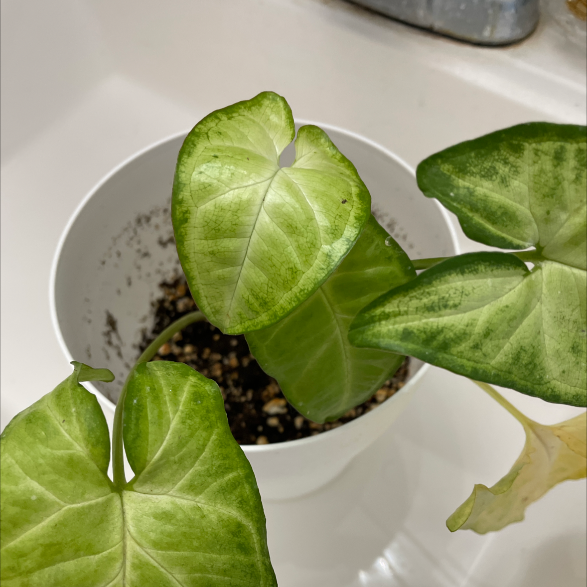 Red Heart plant photo by @kat-pal named Arrowhead plant on Greg, the plant care app.