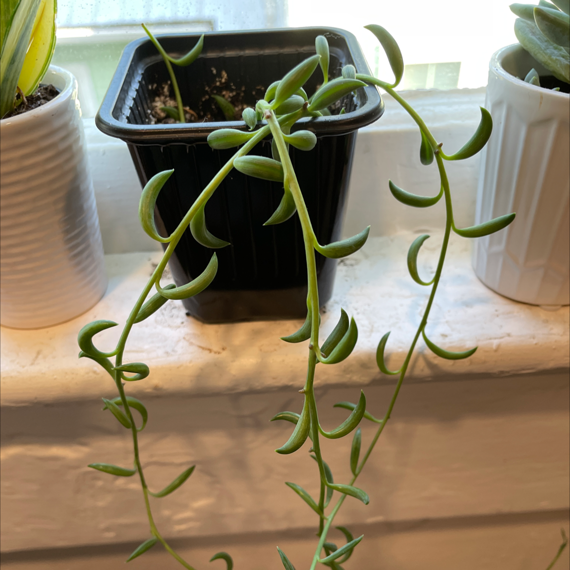 String of Bananas plant photo by @kat-pal named String of bananas on Greg, the plant care app.