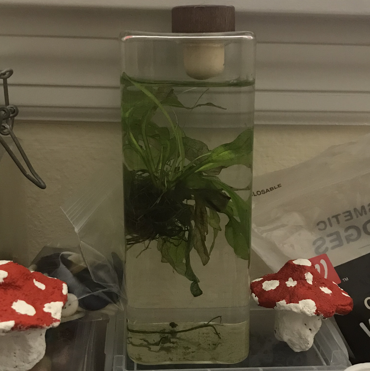 Plant care for White Water Lily on Greg, the plant care app