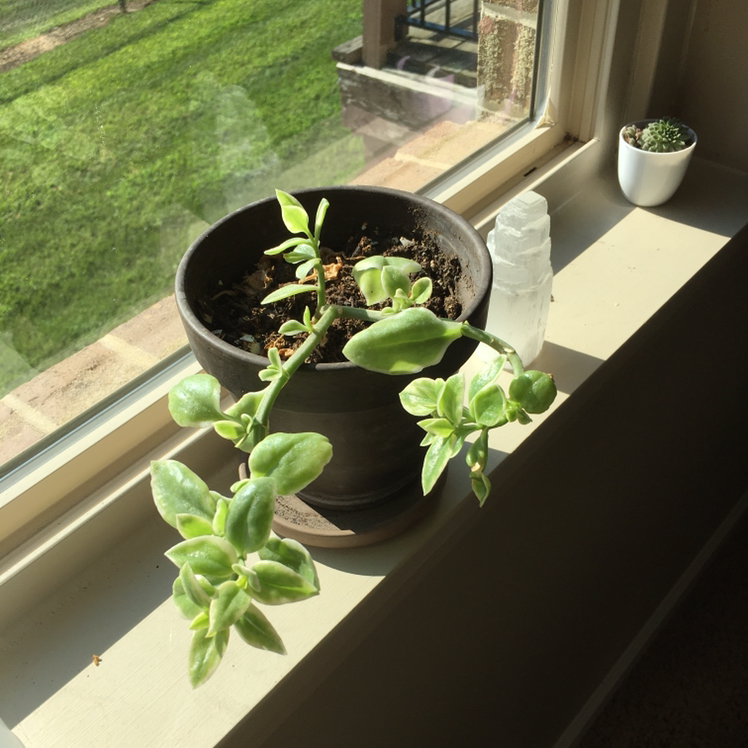 Photo of the plant species Livingstone Daisy by @Anime_as_plants named Kiri on Greg, the plant care app