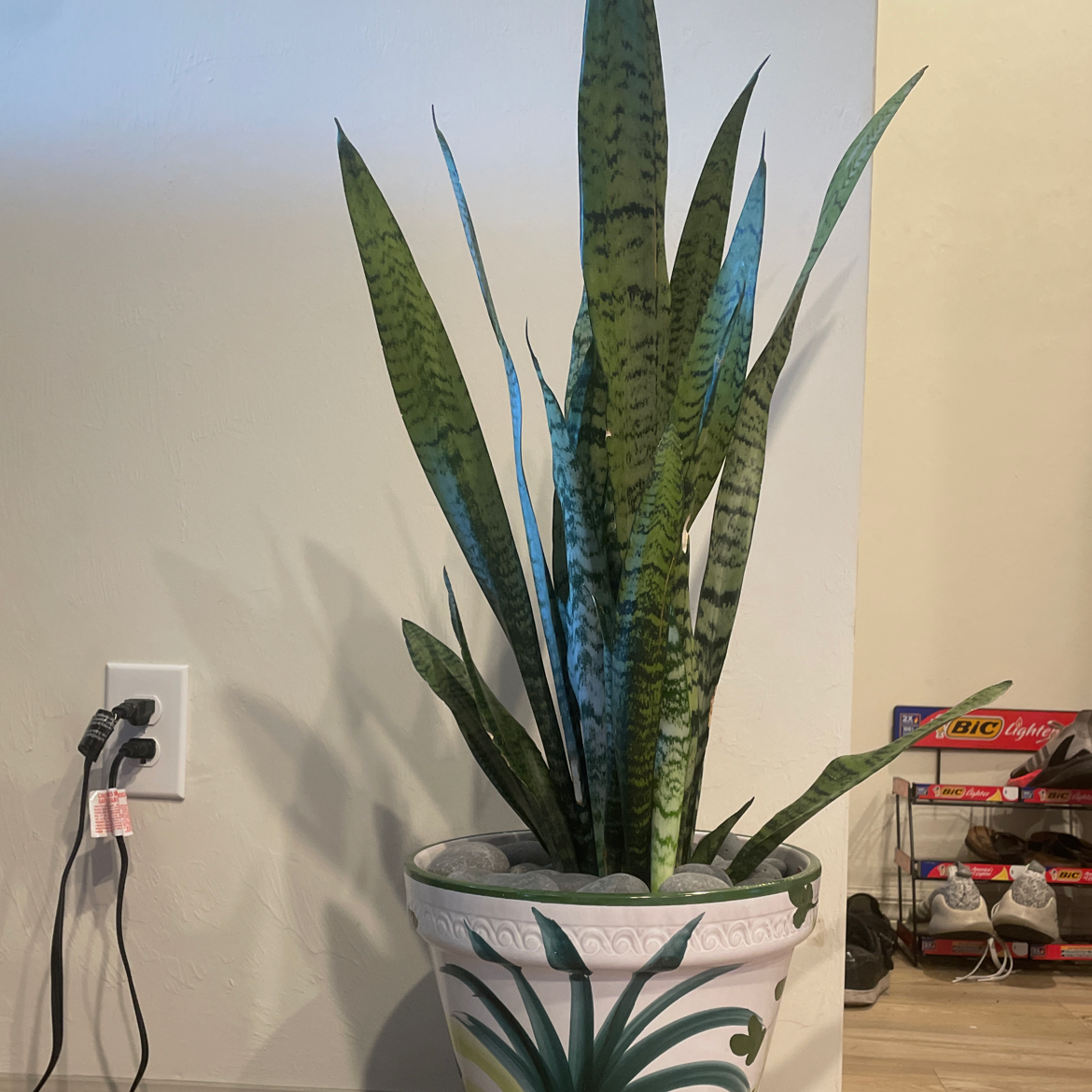 Snake Plant plant photo by @Lyon named Prince on Greg, the plant care app.