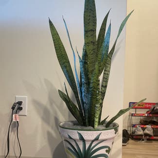 Snake Plant plant in Fort Myers, Florida