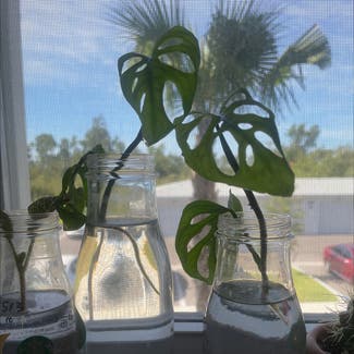 Monstera plant in Fort Myers, Florida