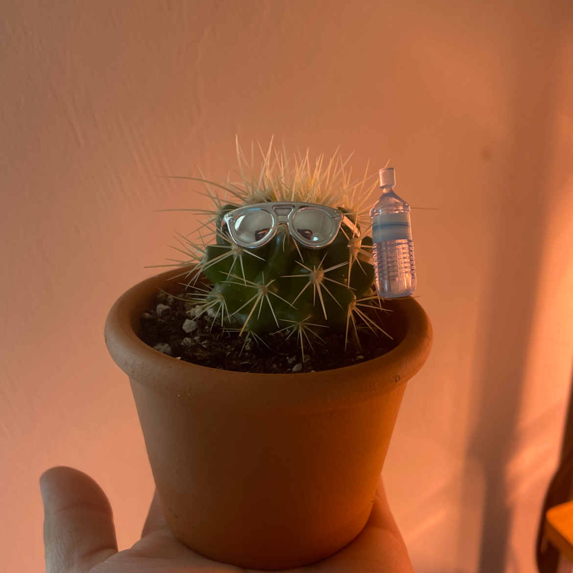 Golden Barrel Cactus plant photo by @Lyon named Frederick￼ on Greg, the plant care app.