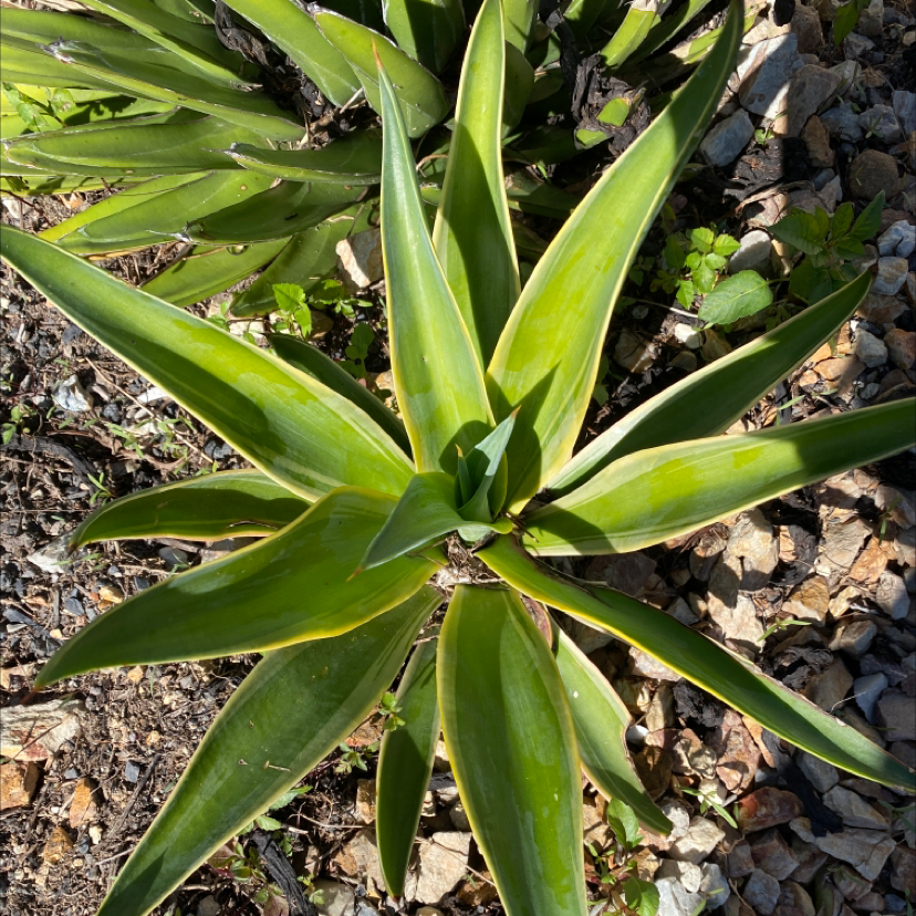 Lion's Tail Agave plant with green, pointed leaves, well-framed and in focus.