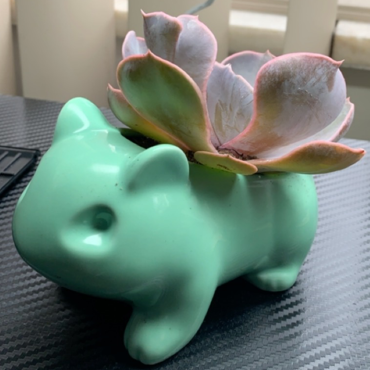 Photo of the plant species Ghost Echeveria by @Cma88 named Bulbie on Greg, the plant care app