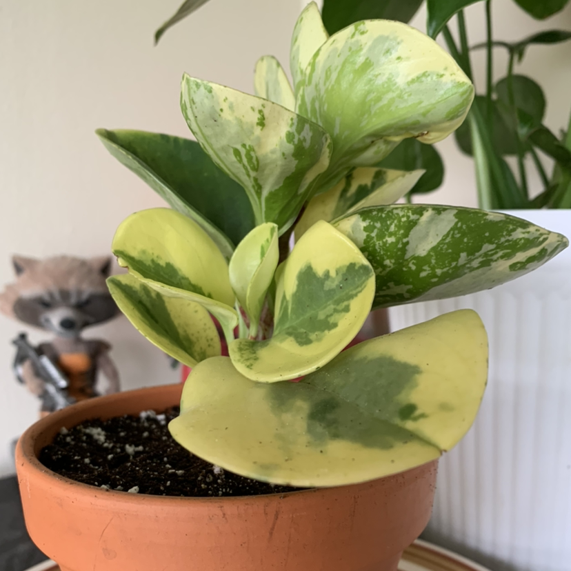 Marble Peperomia plant in a terracotta pot with variegated green and yellow leaves.