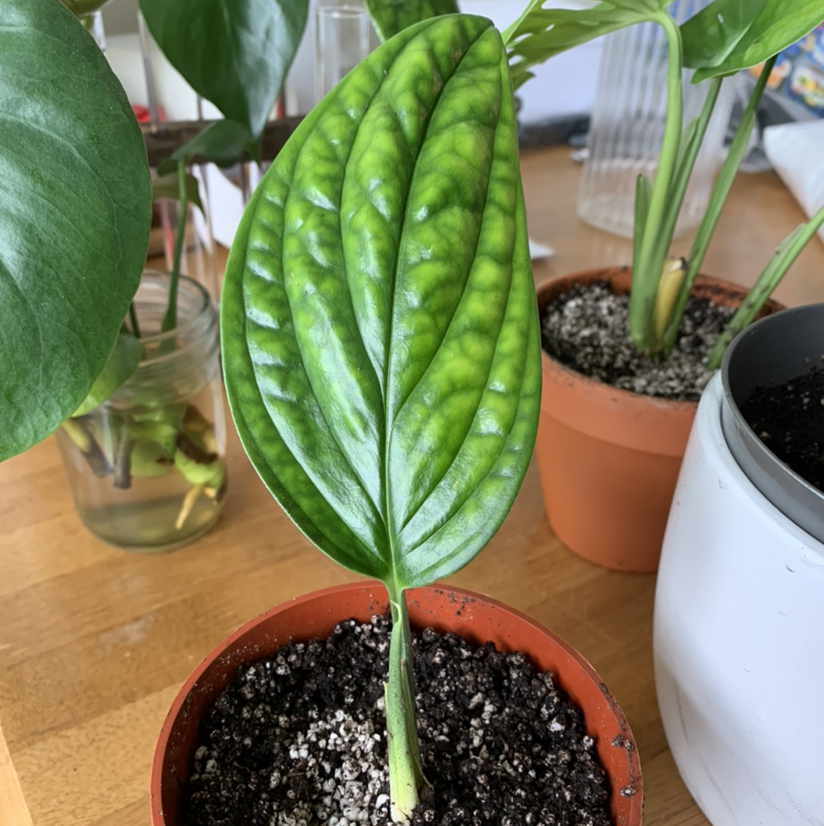 Monstera pinnatipartita plant with a single healthy leaf in a pot with visible soil.