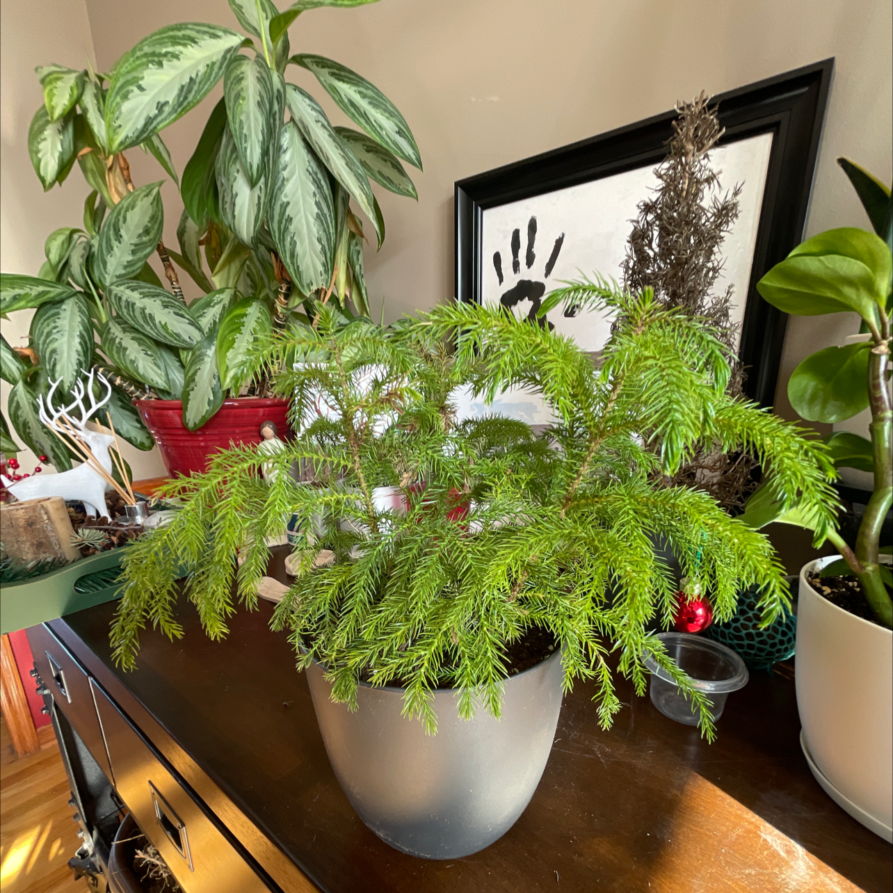 Norfolk Island Pine in a pot on a wooden surface with other plants in the background.