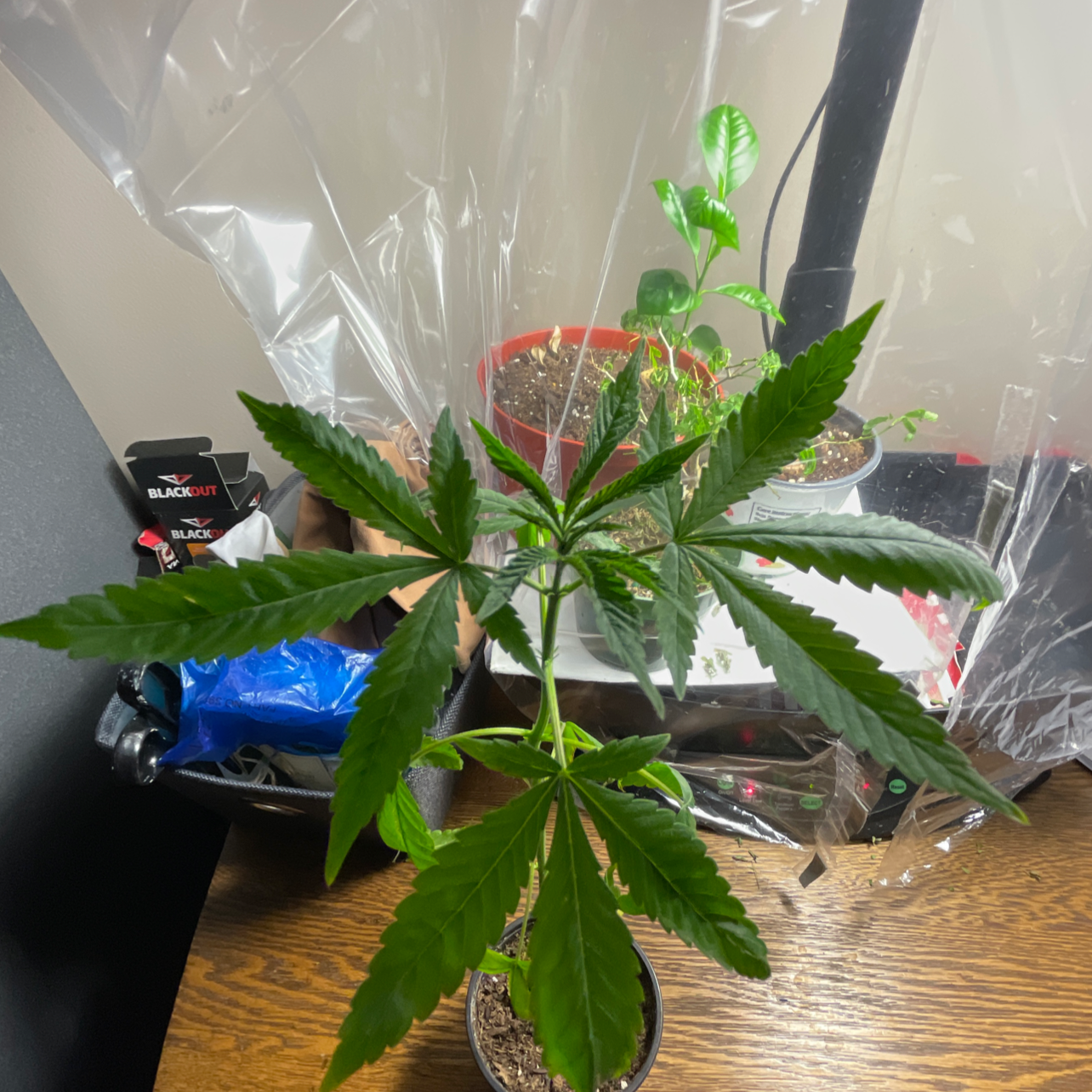 Photo of the plant species Marijuana by @Ev named Ms.weed on Greg, the plant care app