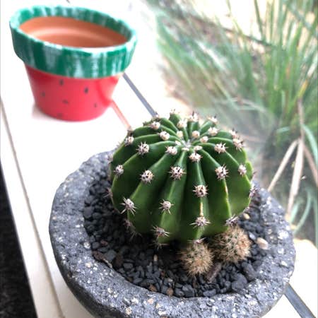 Photo of the plant species Echinopsis eyriesii by Abbey named Miguel on Greg, the plant care app