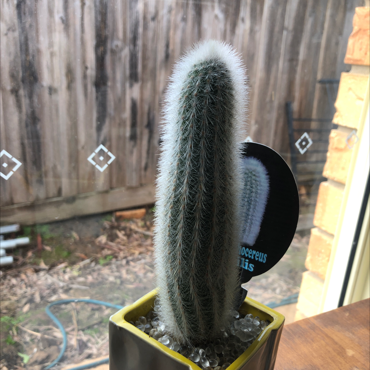 Photo of the plant species Espostoa senilis by Abbey named Carlos on Greg, the plant care app