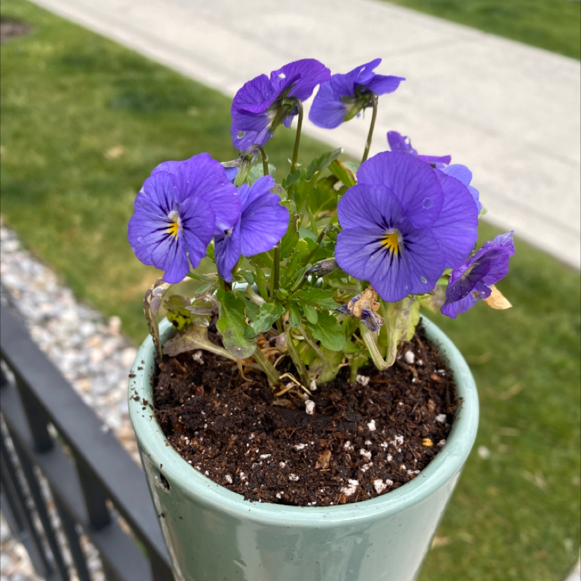 Potted Wild Pansy plant with purple flowers, some leaves showing browning and yellowing.