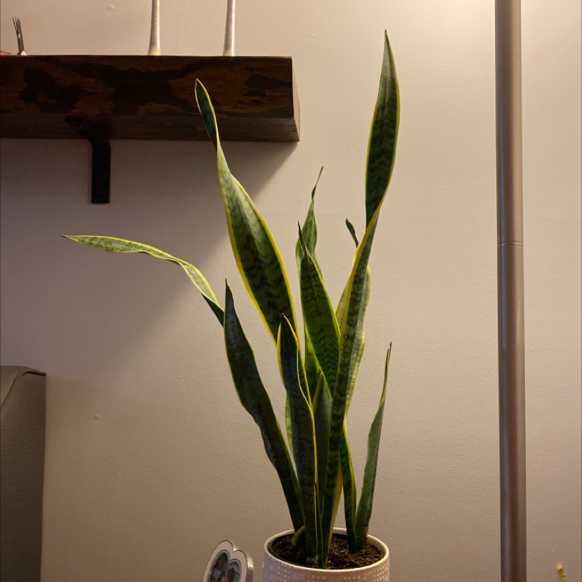 Snake Plant plant photo by Monica named Snake plant on Greg, the plant care app.