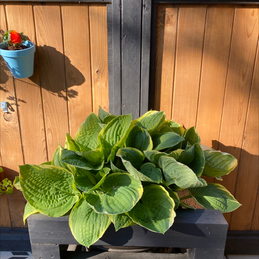 Healthy Siebold's Plantain Lily with vibrant green leaves in a shaded area.