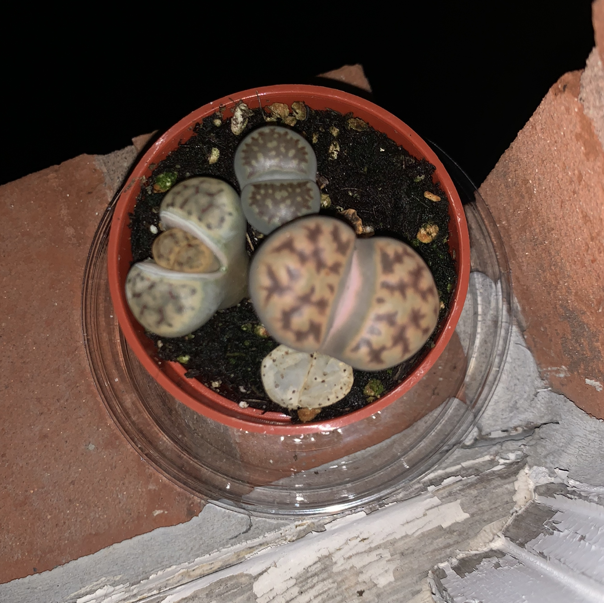 Photo of the plant species Living Stone by @Sgardenerr named Kanye on Greg, the plant care app