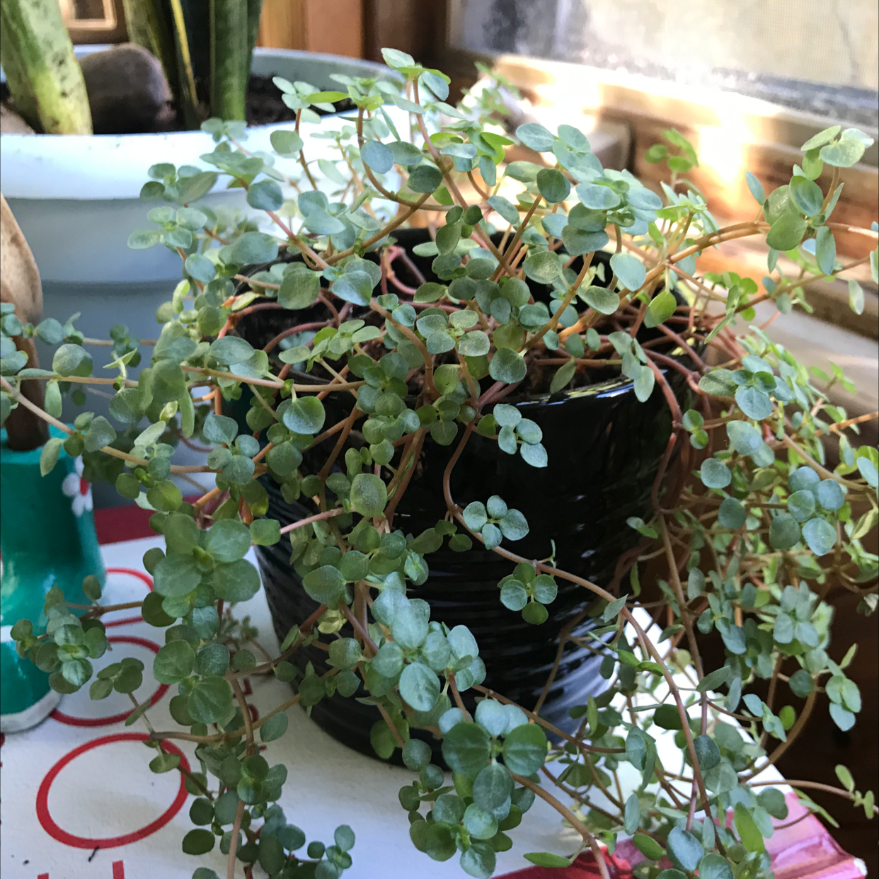 Photo of the plant species Silver Spa by @jenclo named baby yungmoney$ on Greg, the plant care app