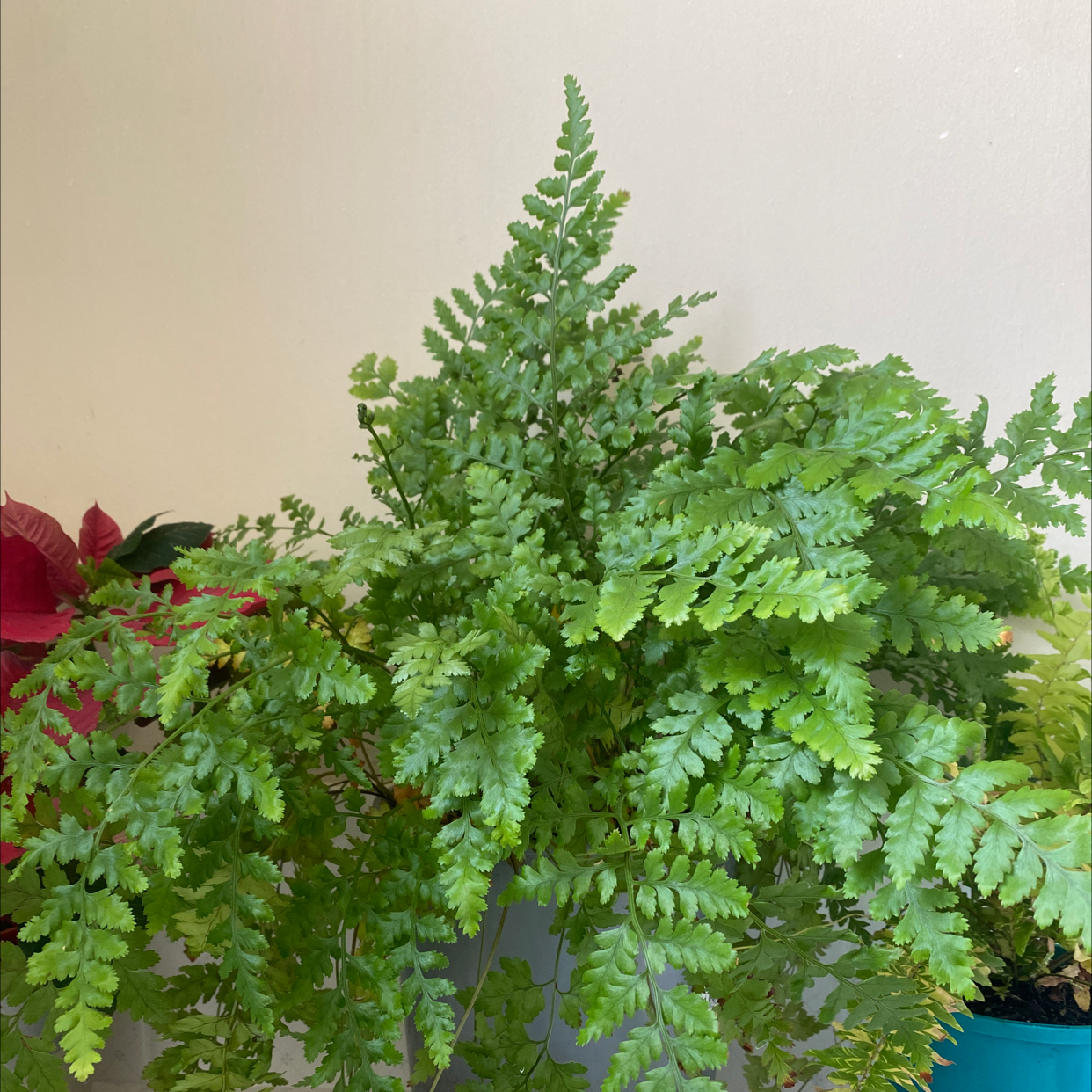 Healthy Leatherleaf Fern with lush green fronds, well-framed and in focus.