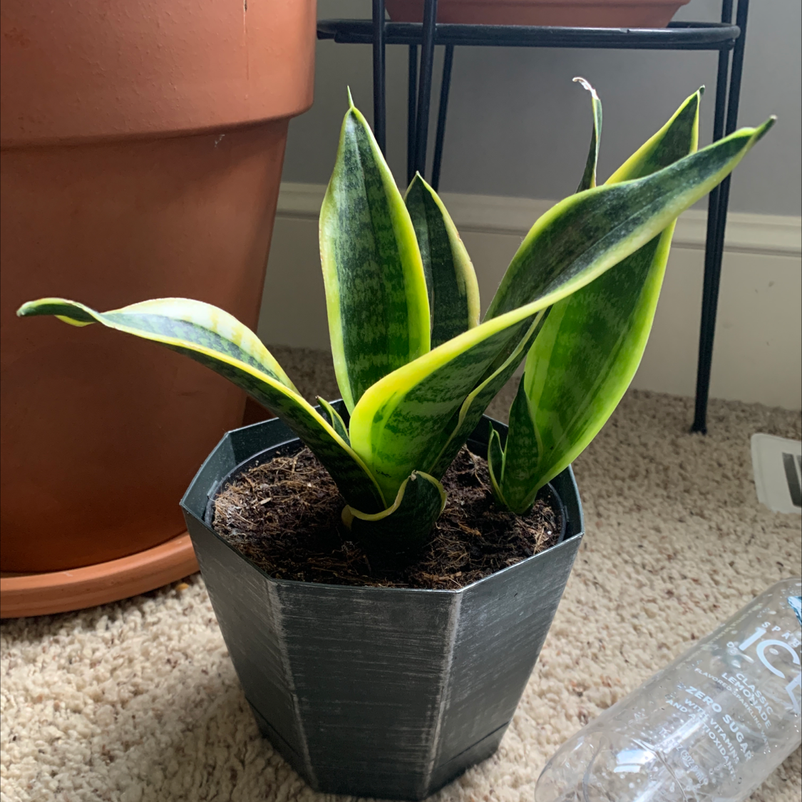 Snake Plant plant photo by @Kennedypierce named Walter on Greg, the plant care app.