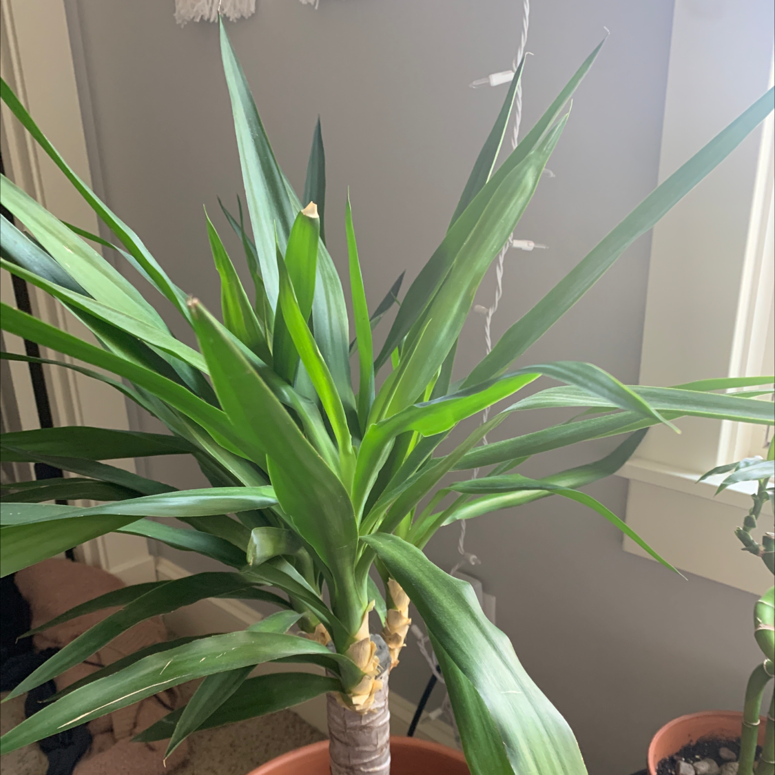 Blue-Stem Yucca plant photo by @Kennedypierce named Señor Plante on Greg, the plant care app.