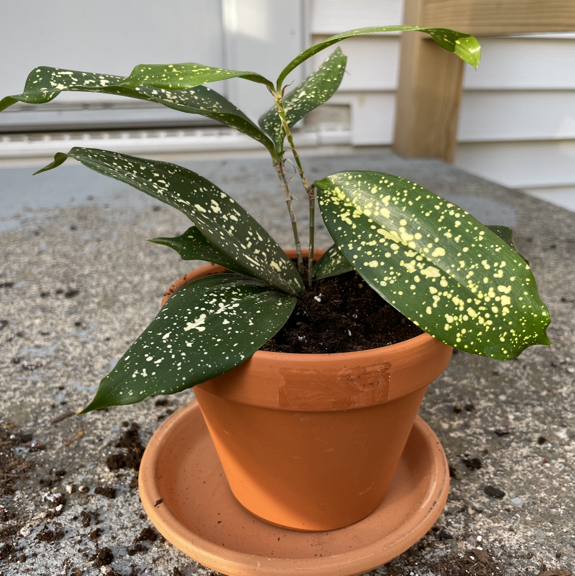 Photo of the plant species Gold Dust Dracaena by @Pomola named Tolkien on Greg, the plant care app