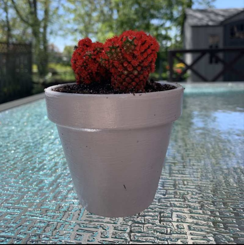 Photo of the plant species Balloon Cactus by @hannahvandenhoogen named Lucifer on Greg, the plant care app