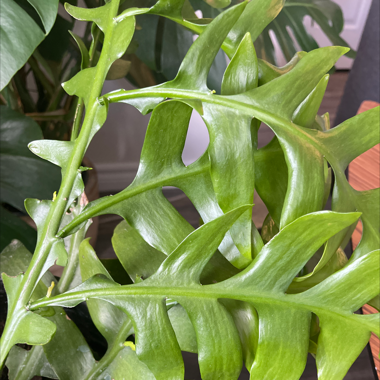Image of a healthy Fishbone Cactus with green leaves.
