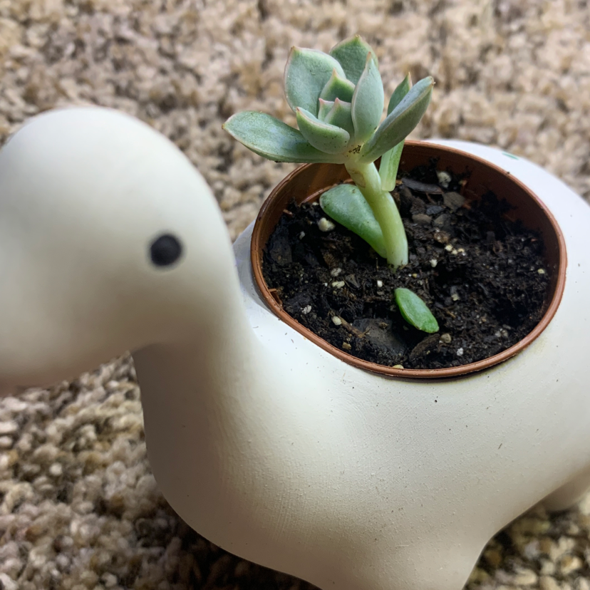 Pachyveria 'Powder Puff' succulent in a dinosaur-shaped pot with visible soil.
