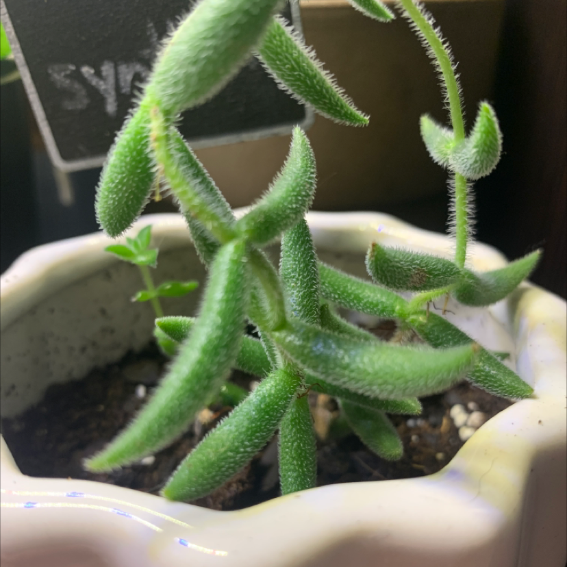 Crassula mesembryanthemoides plant in a pot with visible soil, well-framed and in focus.