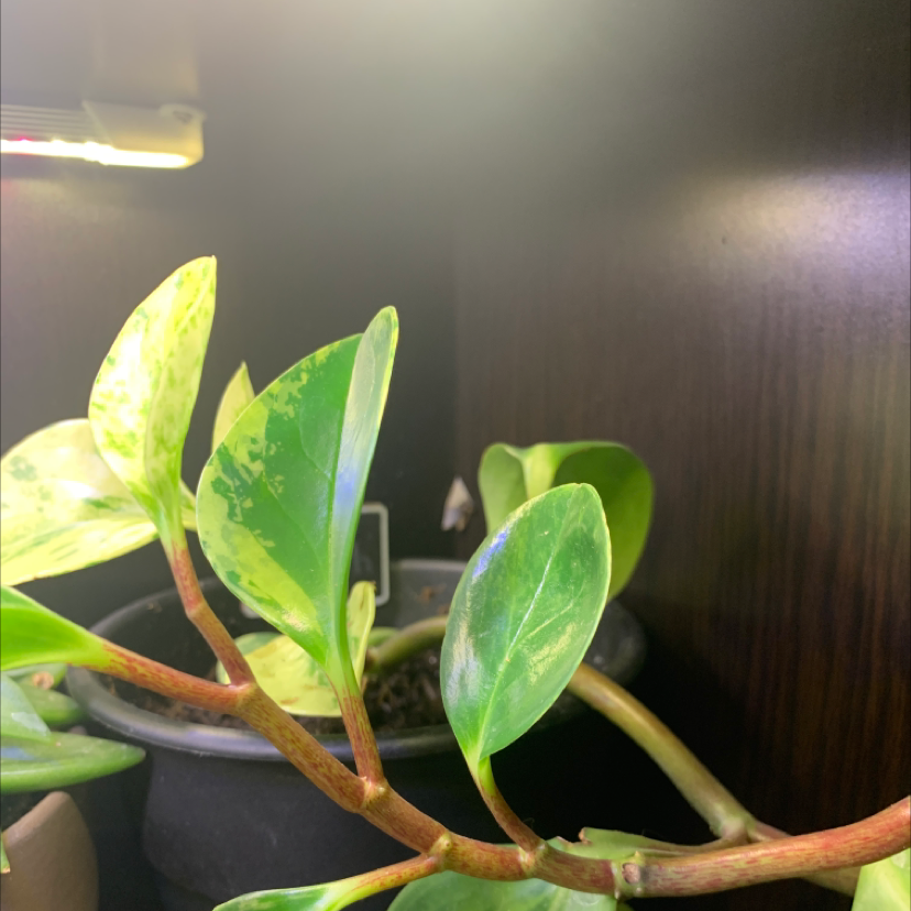 Baby Rubber Plant plant photo by @imjustanotherstranger named Lillith on Greg, the plant care app.