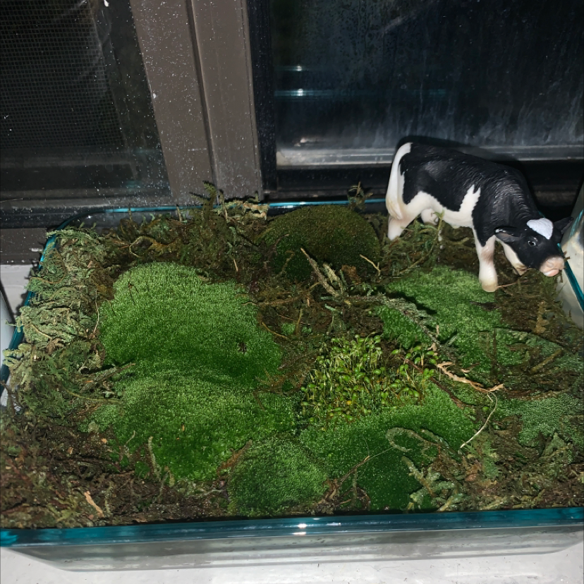 White Moss plant photo by @imjustanotherstranger named Moss on Greg, the plant care app.