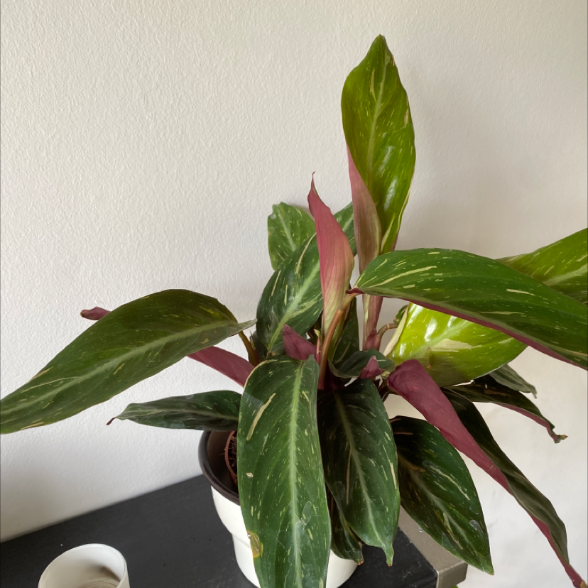 Calathea 'Beauty Star' plant in a white pot with green variegated leaves and reddish undersides.