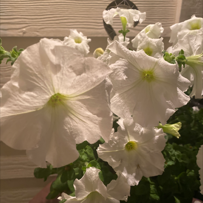 Large White Petunia plant with healthy white flowers, well-framed and in focus.