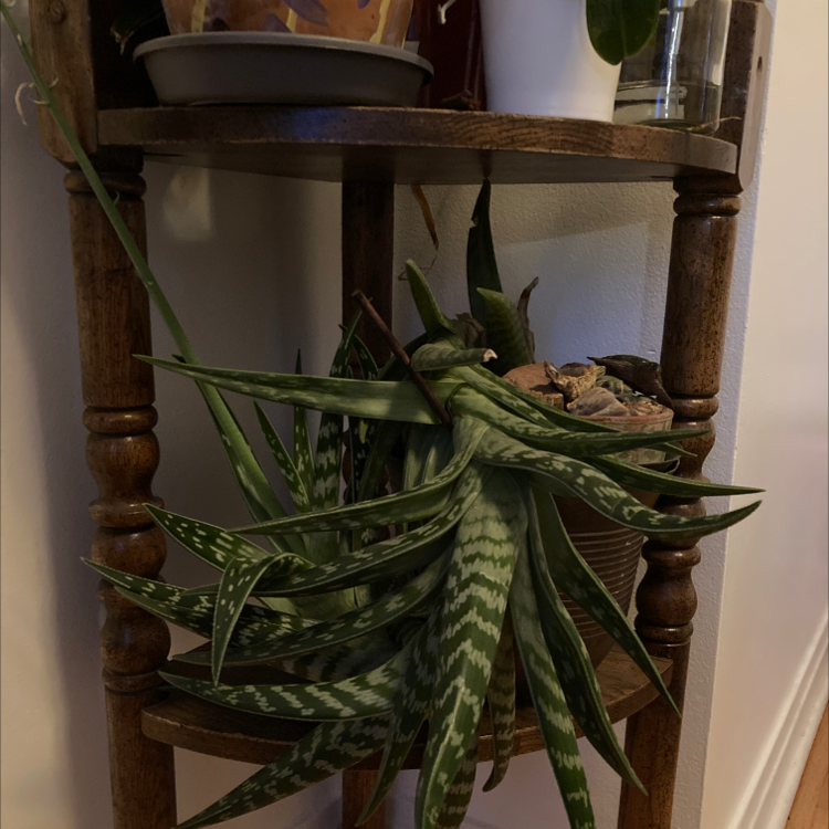 Tiger Aloe plant on a wooden shelf, healthy with green and white-marked leaves.