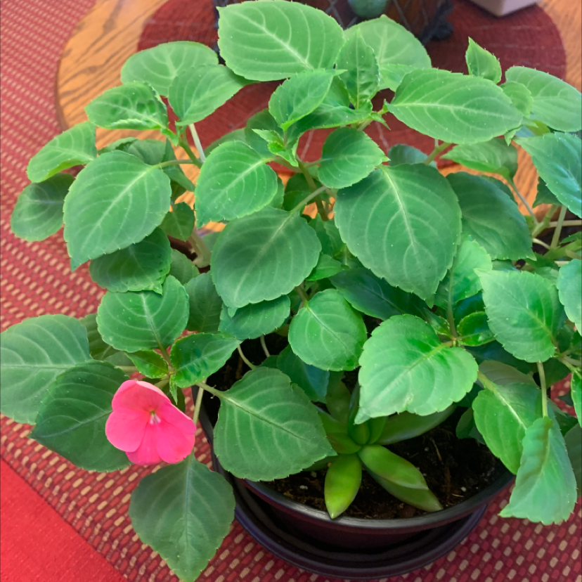 Buzzy Lizzy plant with green leaves and a single pink flower in a pot.