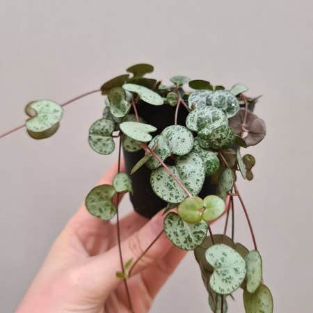String of Hearts Plant Care: Water, Light, Nutrients