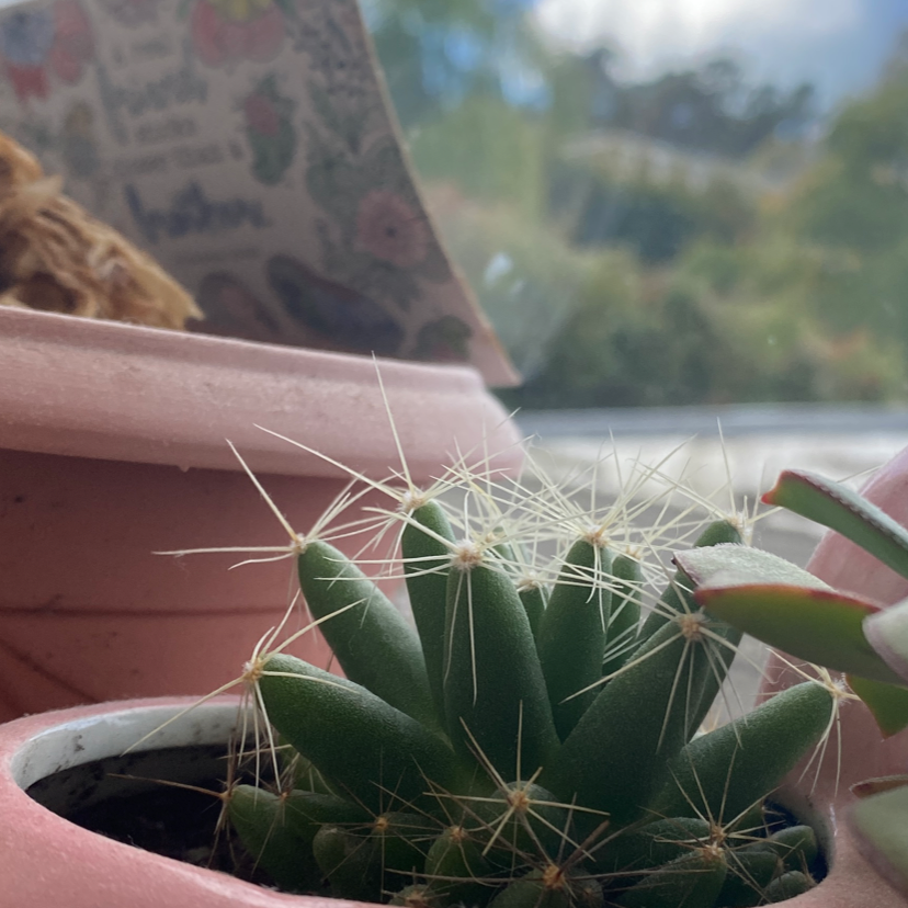 Missouri Foxtail Cactus in a pot with another plant and decorative elements in the background.