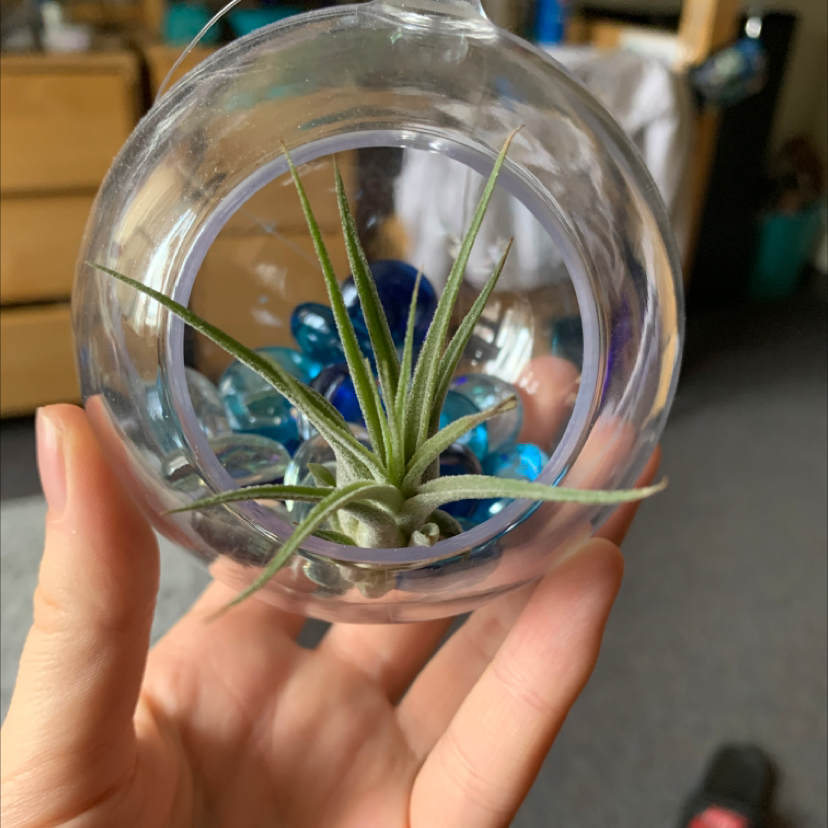 Photo of the plant species Fishbone Air Plant by @Frosinski named Legolas on Greg, the plant care app