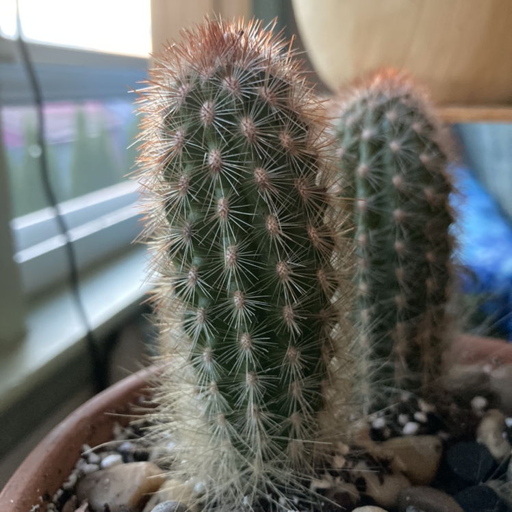 Mammillaria backebergiana cactus with two stems in a pot, soil and pebbles visible.