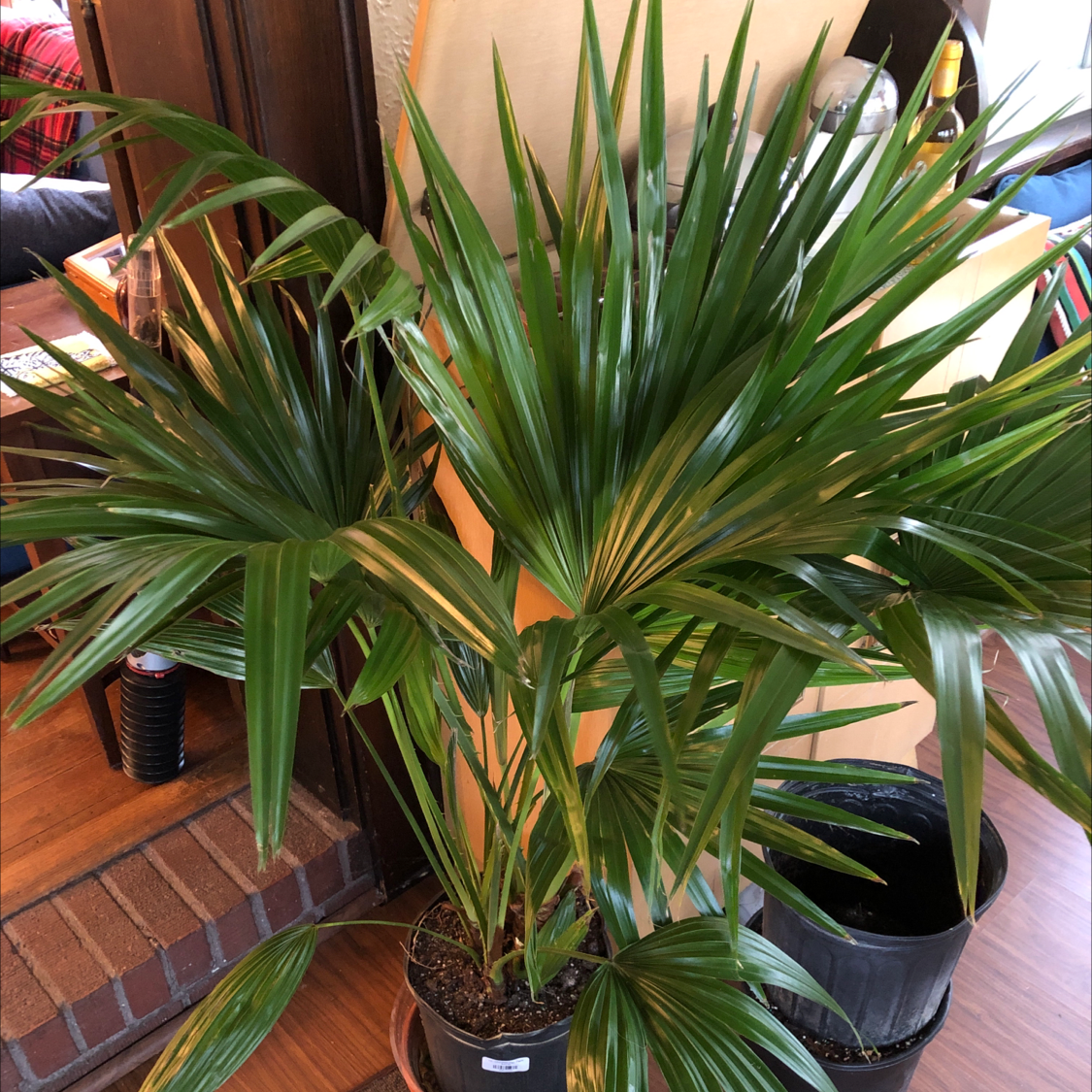 Healthy Chinese Fan Palm potted indoors with green leaves.