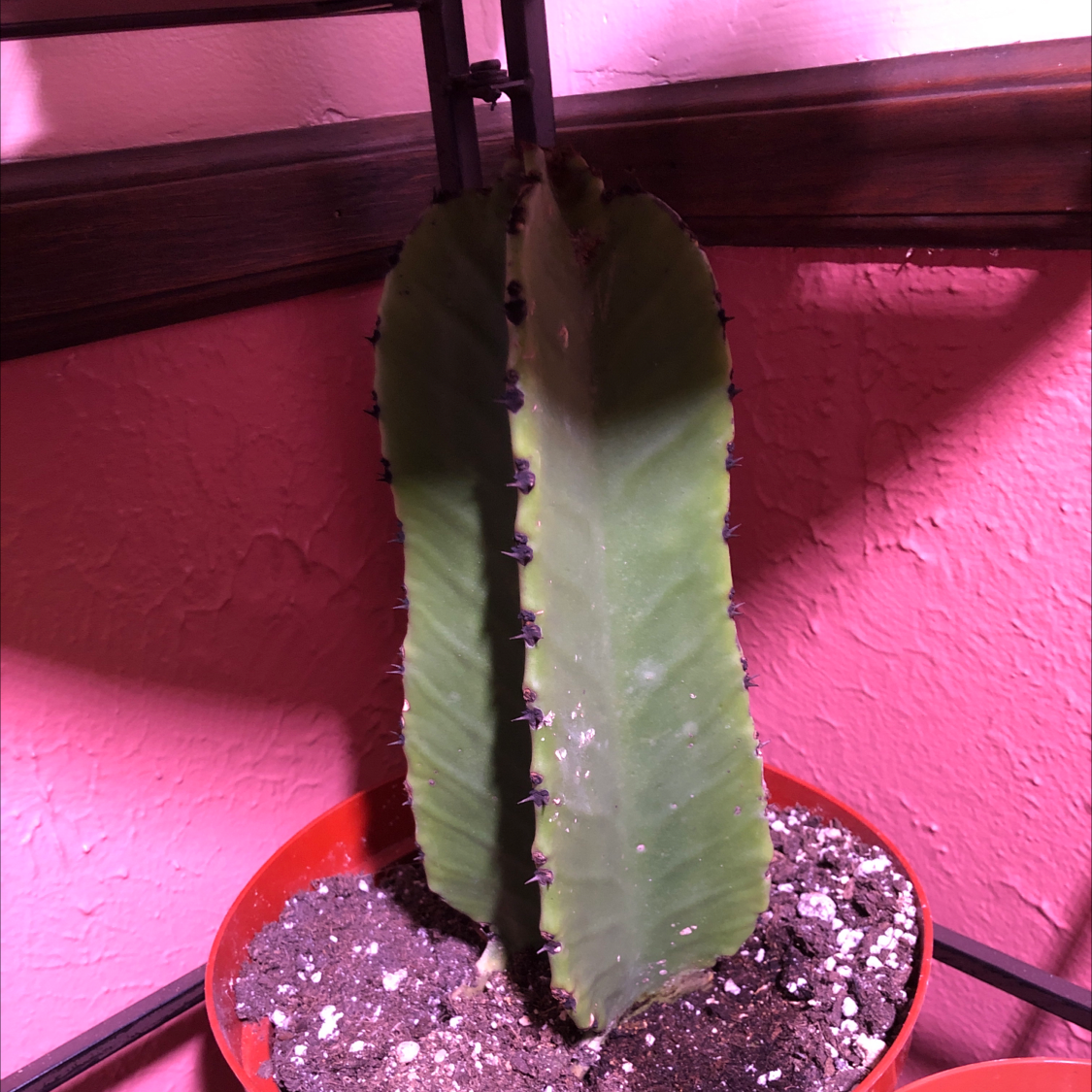 Image of a healthy Hedge Cactus in a pot with visible soil.