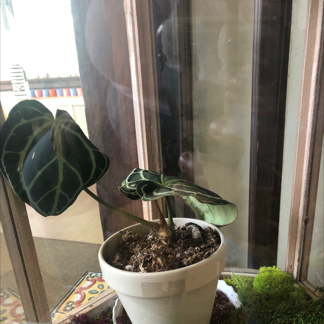 Potted Crystal Anthurium plant with dark green leaves and white veins near a window.