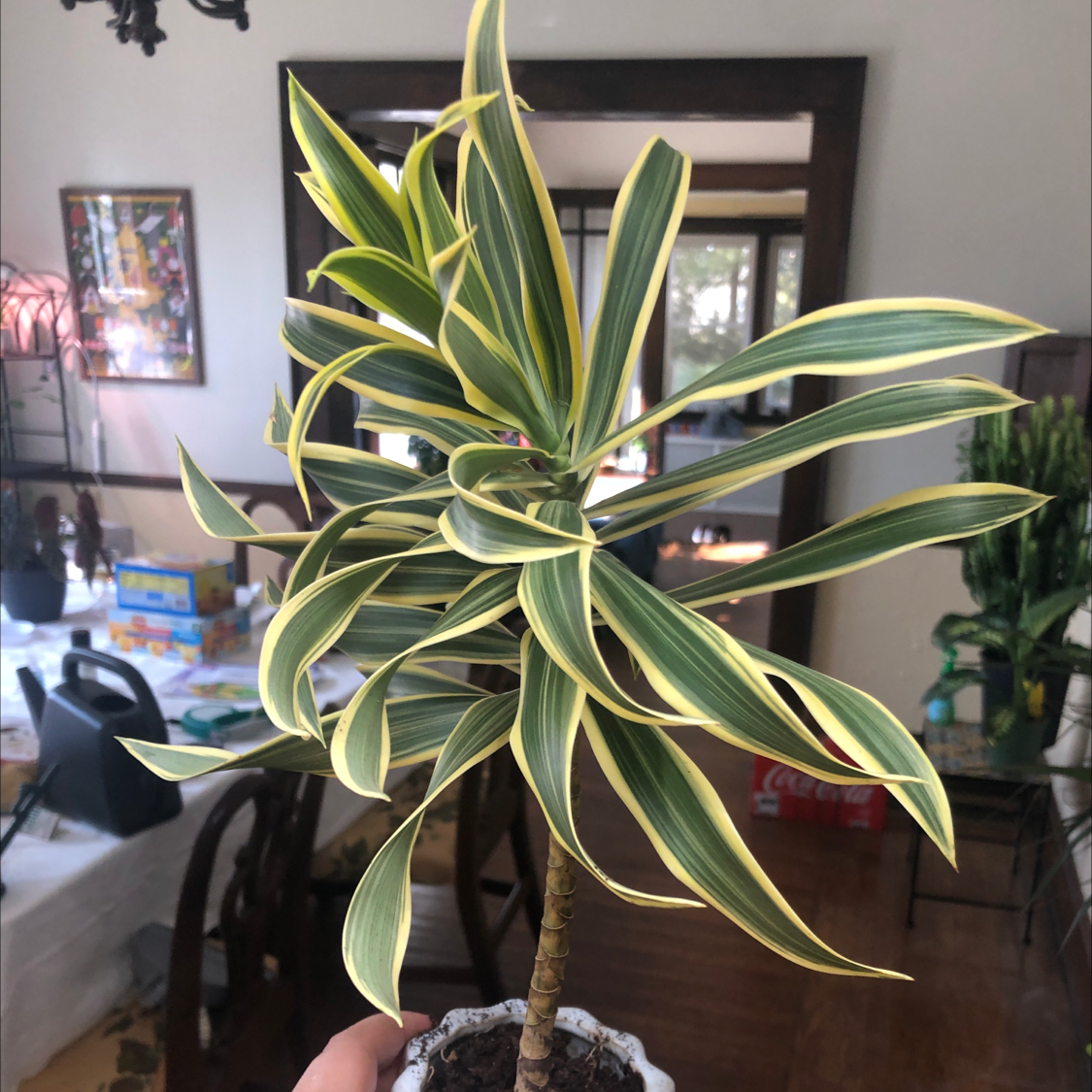 Large healthy Song of India plant with long striped green and yellow leaves in decorative pot, held by hands, indoor home setting.