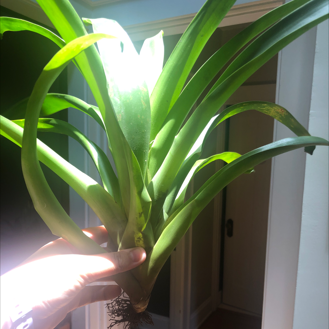 Healthy Droophead Tufted Airplant with long arching green leaves in glass vase, backlit by window, hand gently holding leaf.