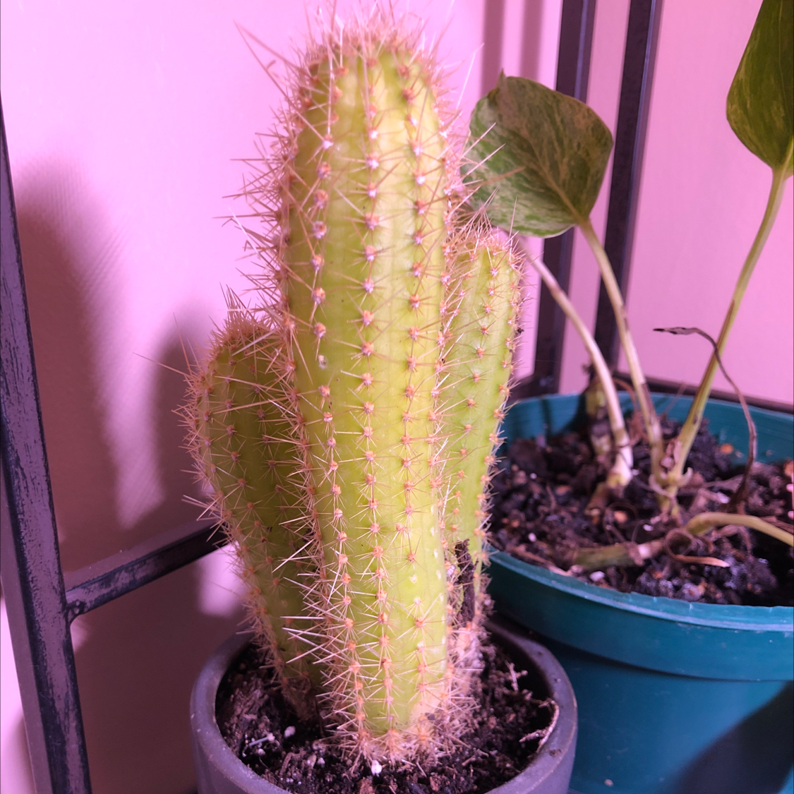 Blue Columnar Cactus in a pot with another plant in the background.