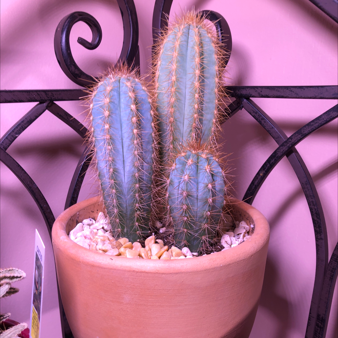 Blue Columnar Cactus in a terracotta pot with decorative stones.
