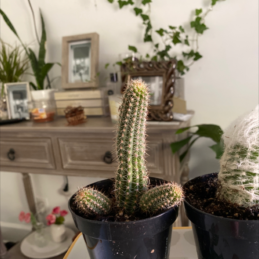 Silver Torch Cactus in a black pot with other plants and household items in the background.