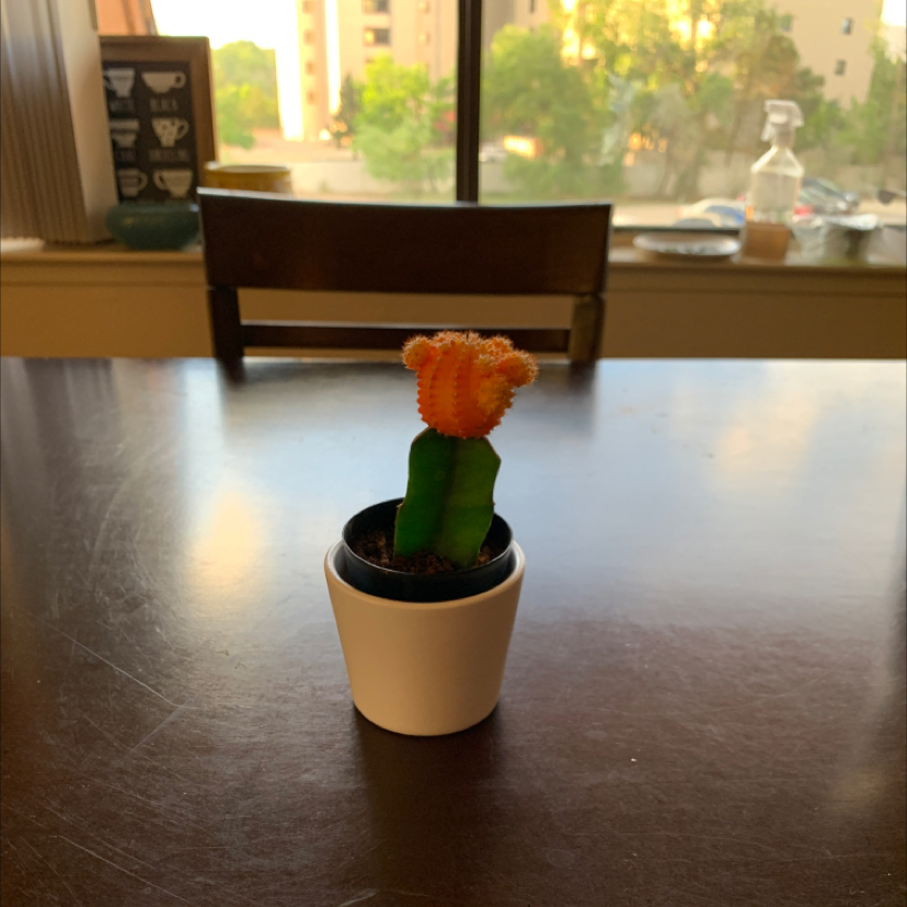 Moon Cactus plant photo by @mollyrae named Sunny on Greg, the plant care app.