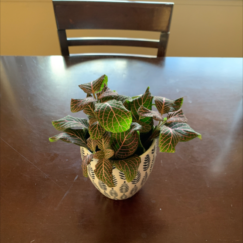 Nerve Plant plant photo by @mollyrae named Your plant on Greg, the plant care app.