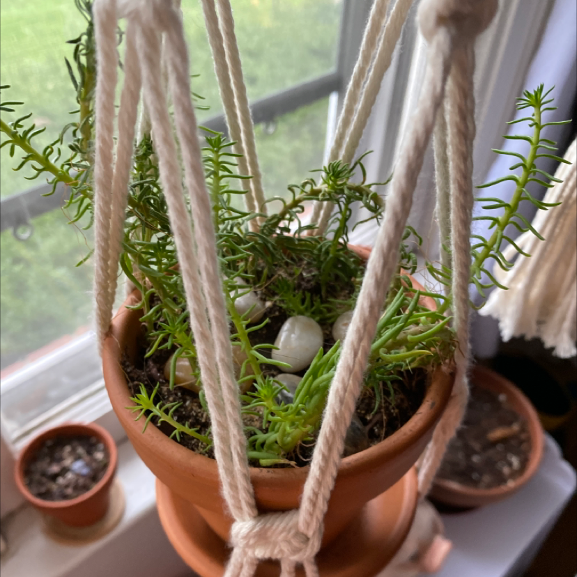Norfolk Island Pine in a hanging pot with visible soil and green foliage.